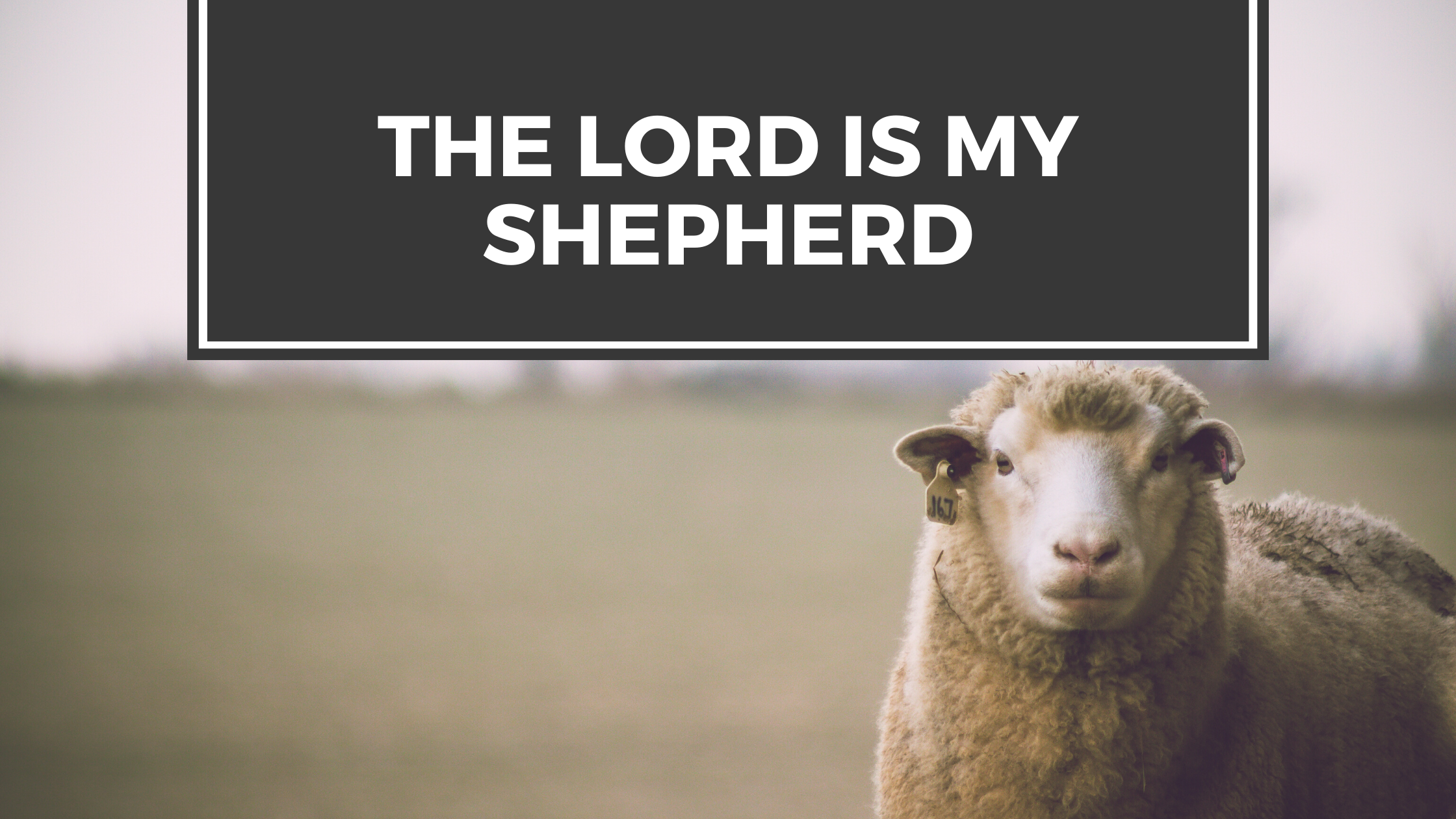The Lord is My Shepherd blog title with sheep background